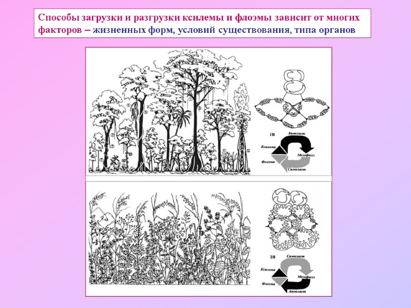 Способы загрузки и разгрузки ксилемы и флоэмы зависит от многих  факторов – жизненных